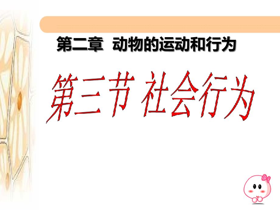 七年级生物上册--社会行为ppt课件人教版_第1页