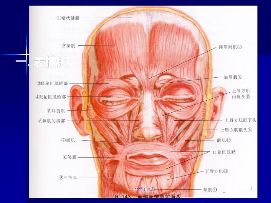 口腔颌面部肌肉解剖结构课件_第1页