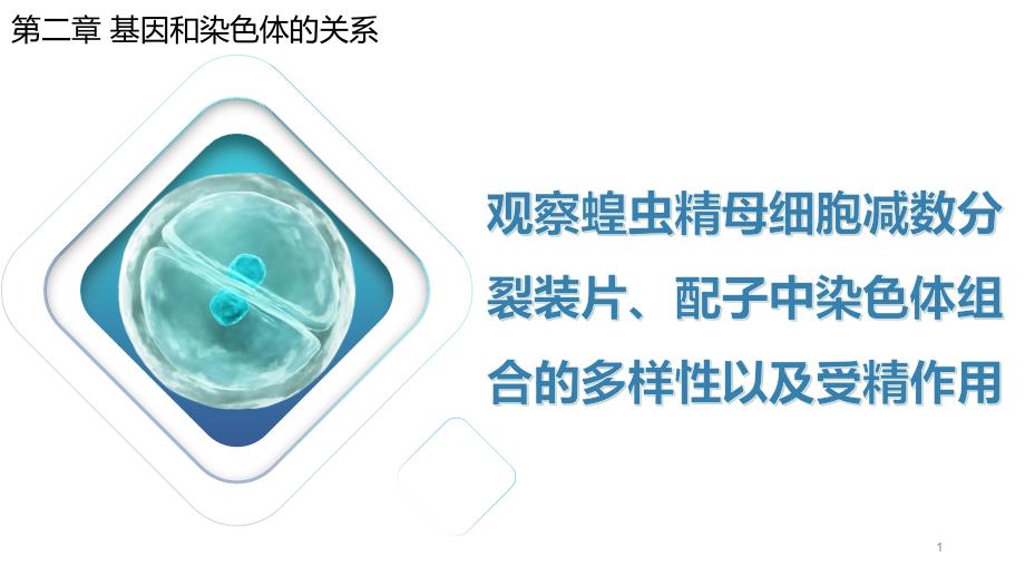 观察蝗虫精母细胞减数分裂装片、配子中染色体组合的多样性以及受精作用--ppt课件_第1页