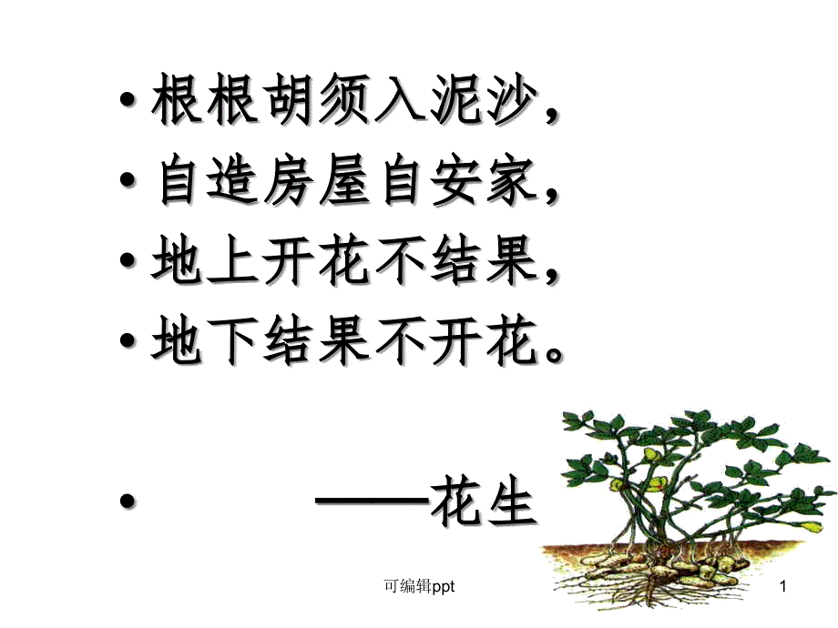 北师大版落花生精课件_第1页