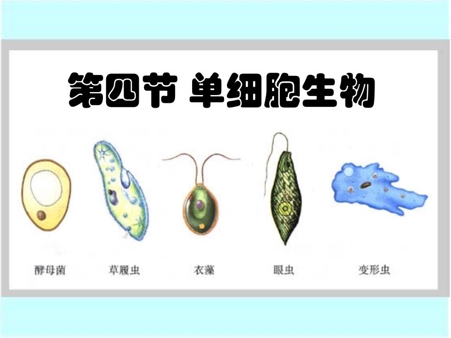 七年级生物ppt课件--单细胞生物体_第1页