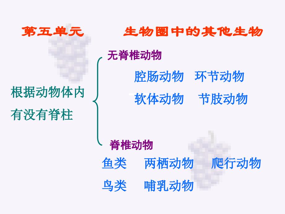 八年级生物上册总复习ppt课件人教版_第1页