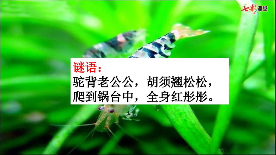 部编统编版语文三年级下册教学15-小虾(配套ppt课件)_第1页