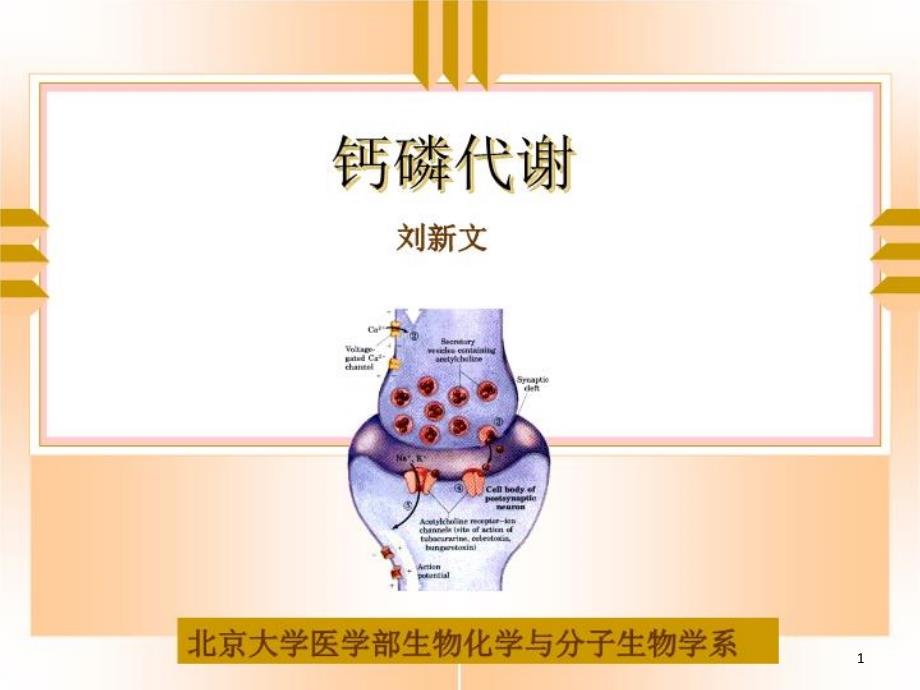 钙磷代谢-课件_第1页