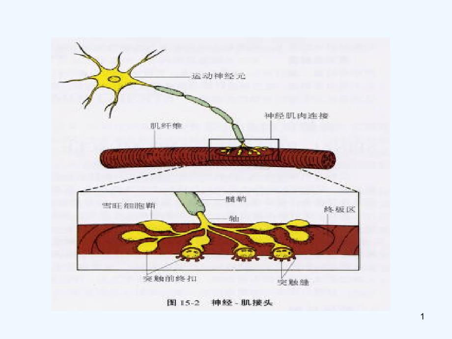 重症肌无力课件_第1页