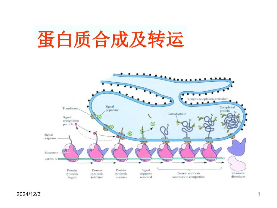 蛋白质合成及转运课件_第1页