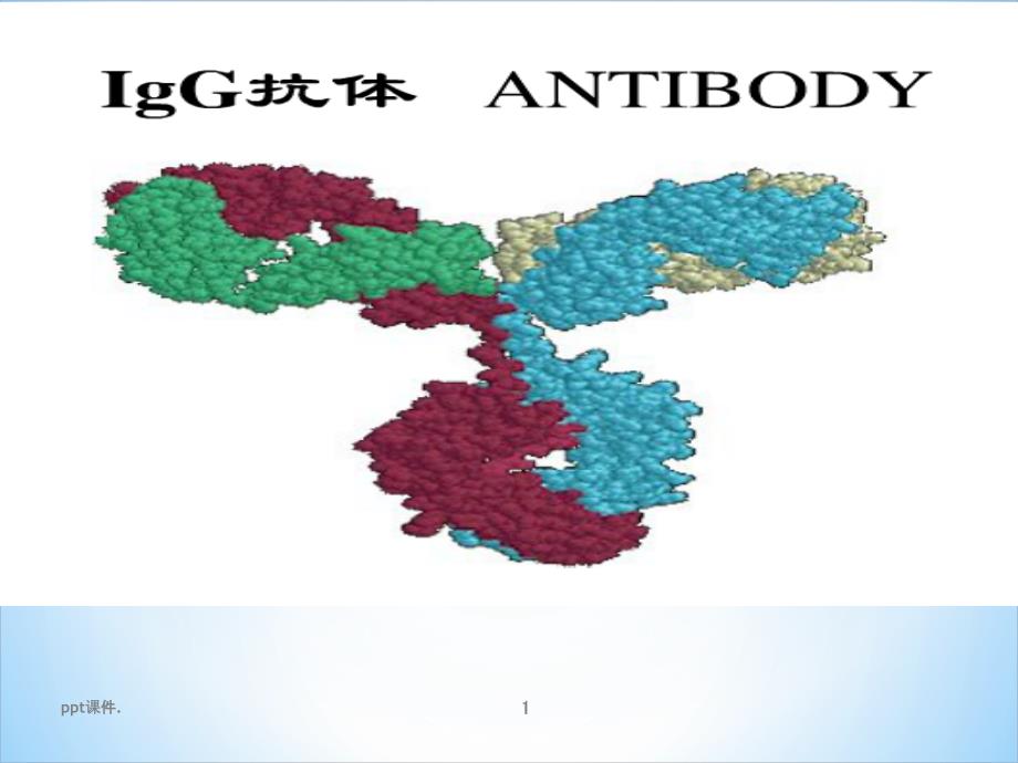 IgG抗体分子结构课件_第1页