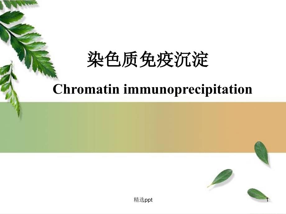 染色质免疫沉淀课件_第1页