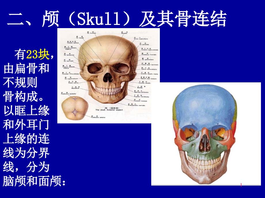 颅骨及骨连接课件_第1页