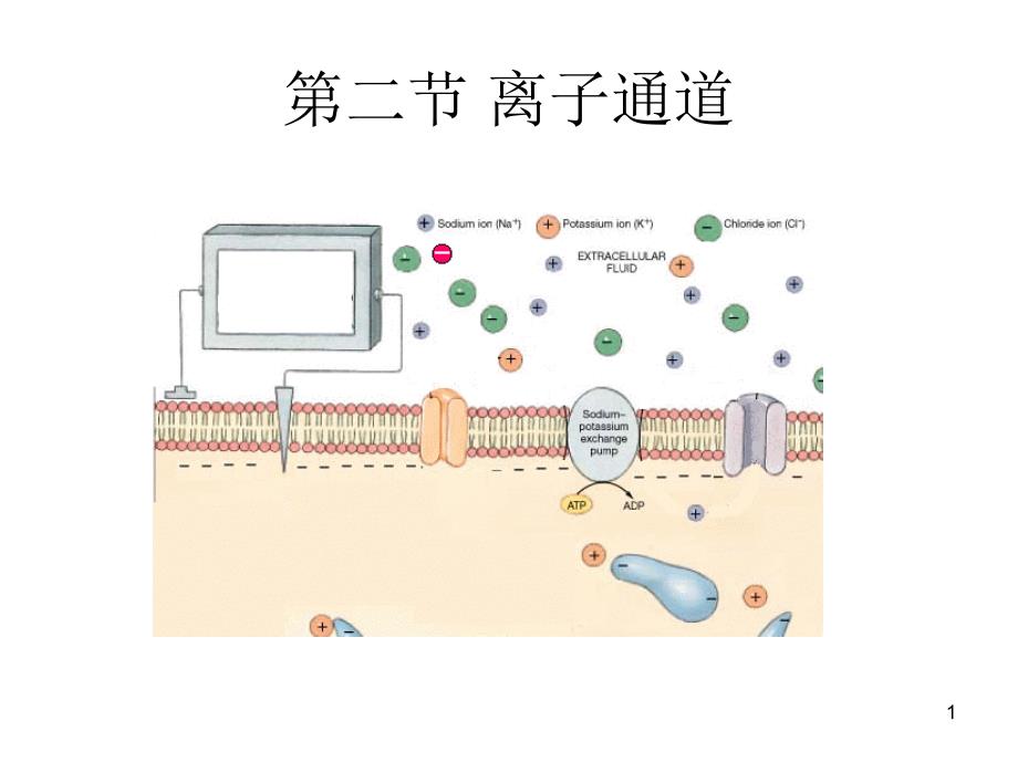 第二节_离子通道课件_第1页