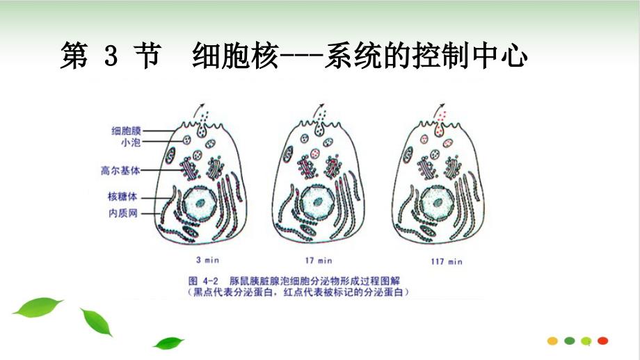 细胞核的结构与功能课件_第1页