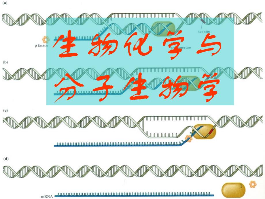 生物化学与分子生物学课件_第1页