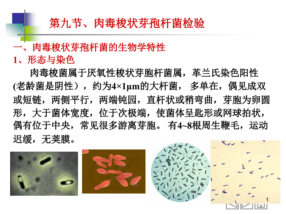 第九节--肉毒梭菌课件_第1页