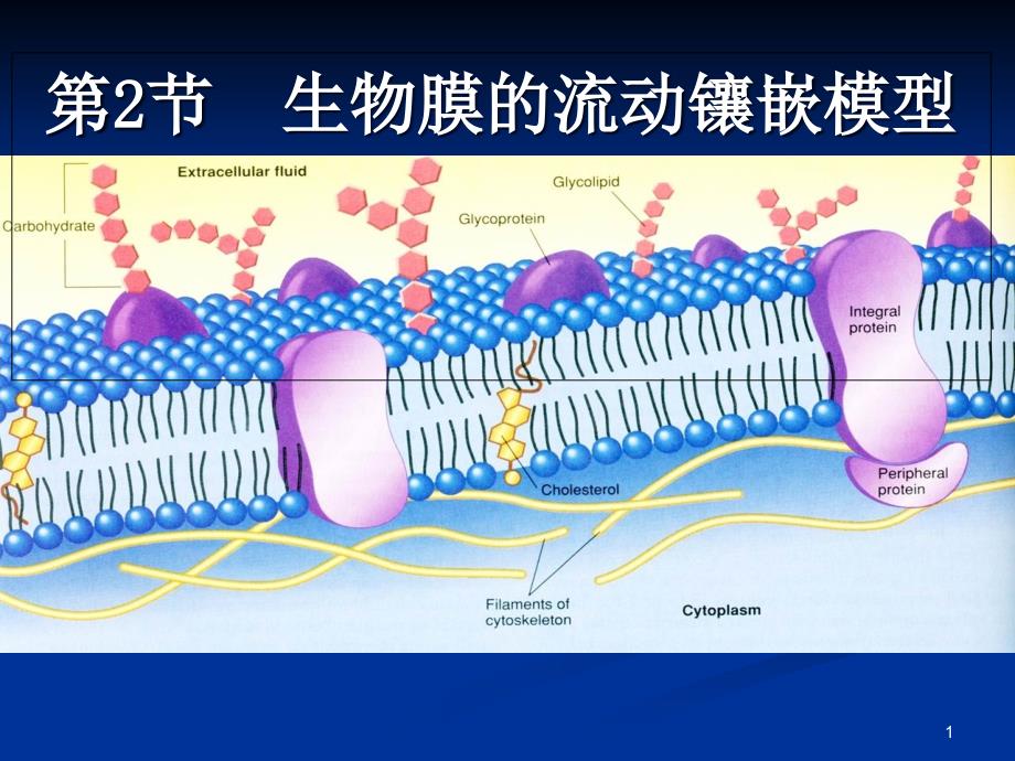 高中生物-生物膜的流动镶嵌模型-ppt课件_第1页