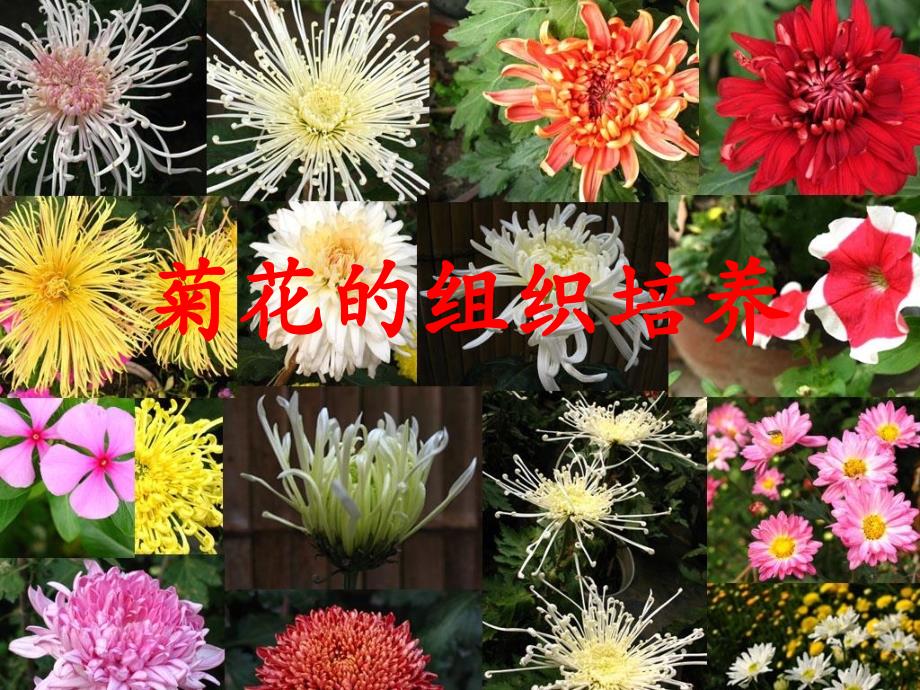 菊花的组织培养精心设计课件_第1页