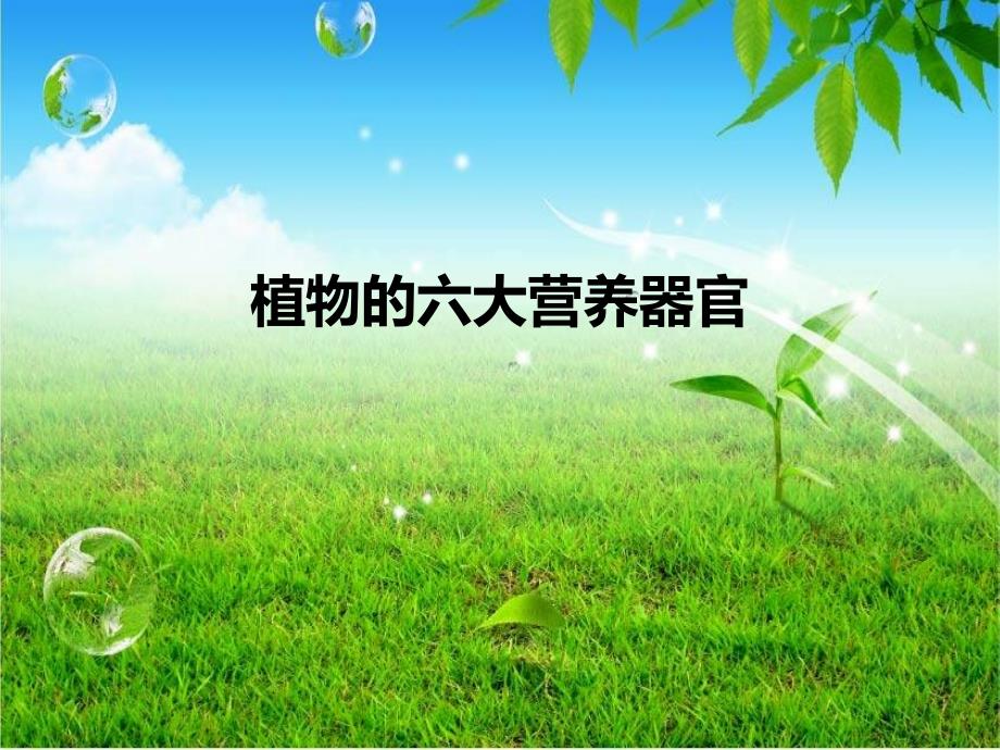 植物的六大营养器官_第1页