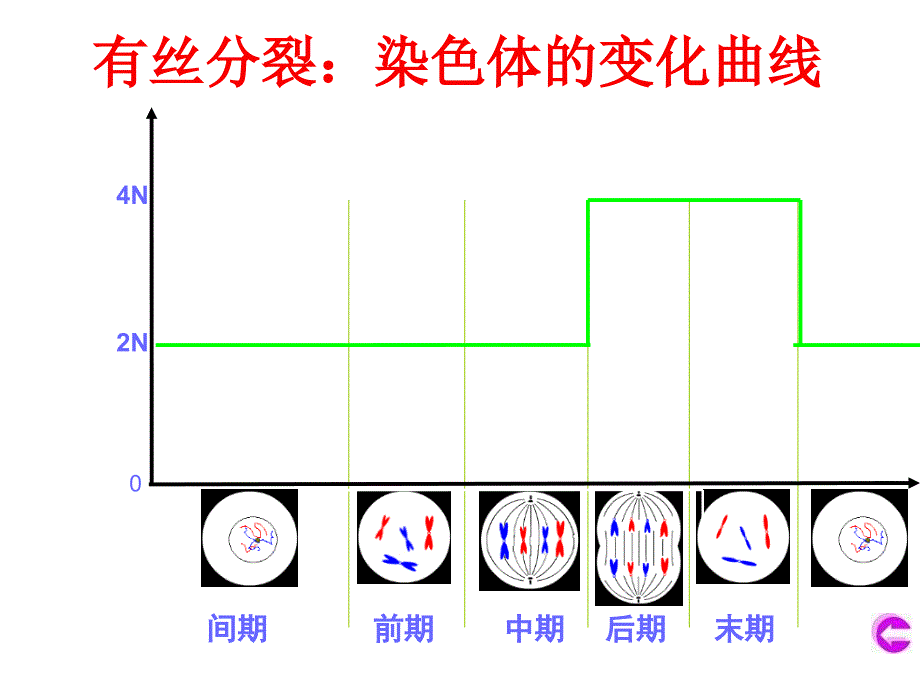 有丝分裂和减数分裂的图像(比较)课件_第1页