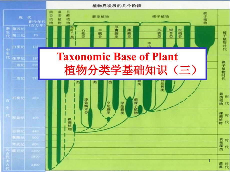 生物竞赛辅导--植物分类(三)课件_第1页