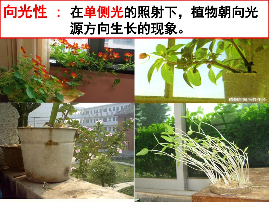 植物生长素的发现ppt课件_第1页