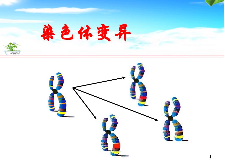 染色体变异(公开课)课件_第1页