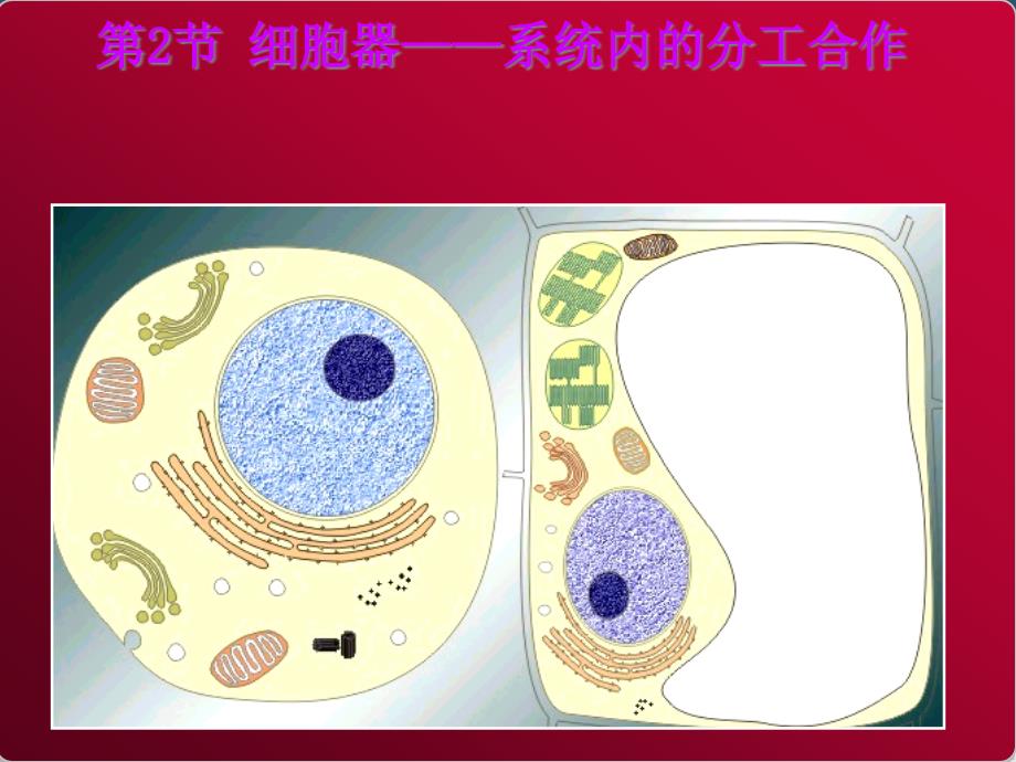 细胞器-系统的分工与合作课件_第1页