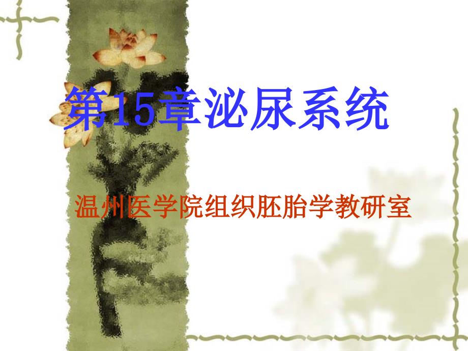 组织与胚胎学第15章-泌尿系统ppt课件_第1页