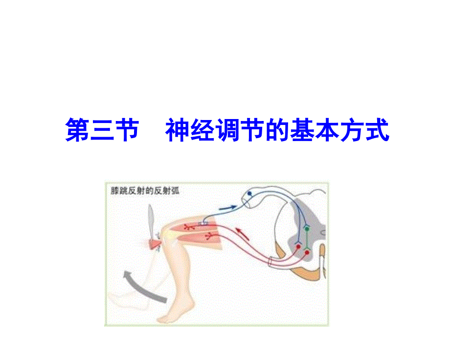 神经调节的基本方式课件_第1页