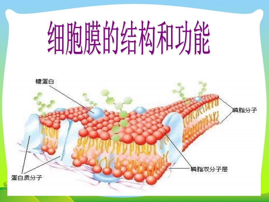 细胞膜的结构和功能_1-ppt课件_第1页