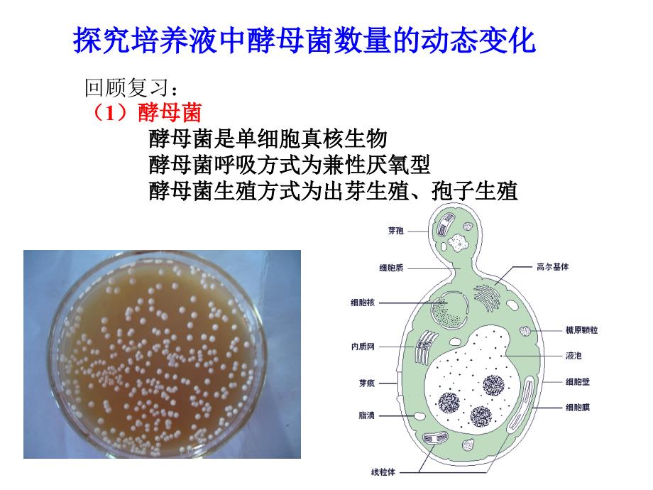 酵母菌的培养课件_第1页