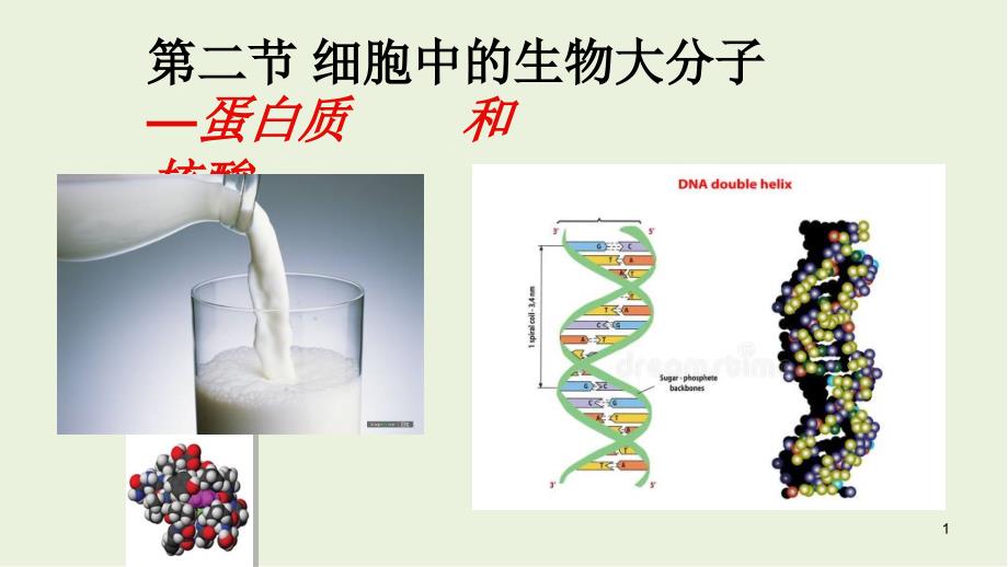 细胞中的生物大分子——蛋白质和核酸课件_第1页