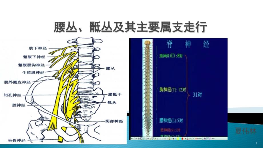 腰骶丛及分支医学课件_第1页