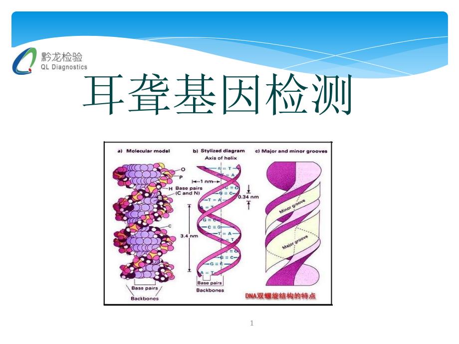 耳聋基因检测b课件_第1页