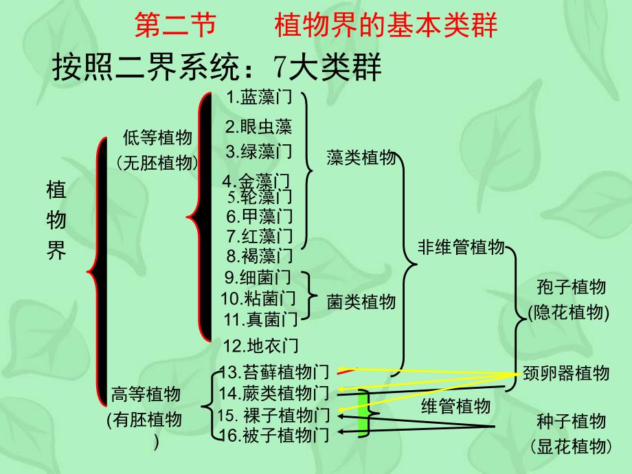 第十章植物界的基本类群高等植物课件_第1页