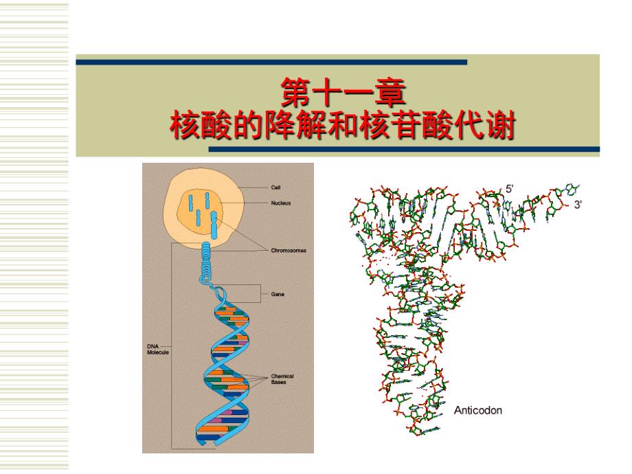 第11章核酸的降解和核苷酸代谢_第1页