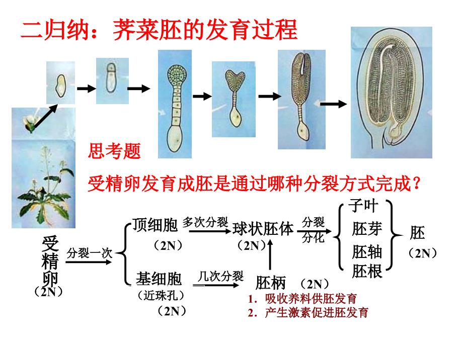 荠菜胚的发育过程_第1页