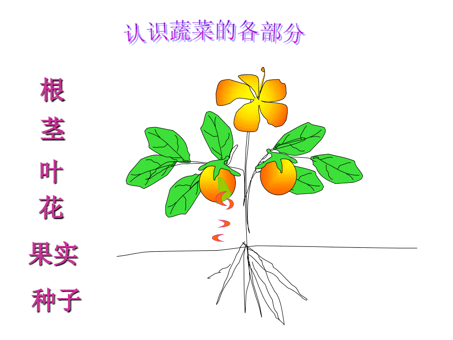 认识蔬菜各部位_第1页