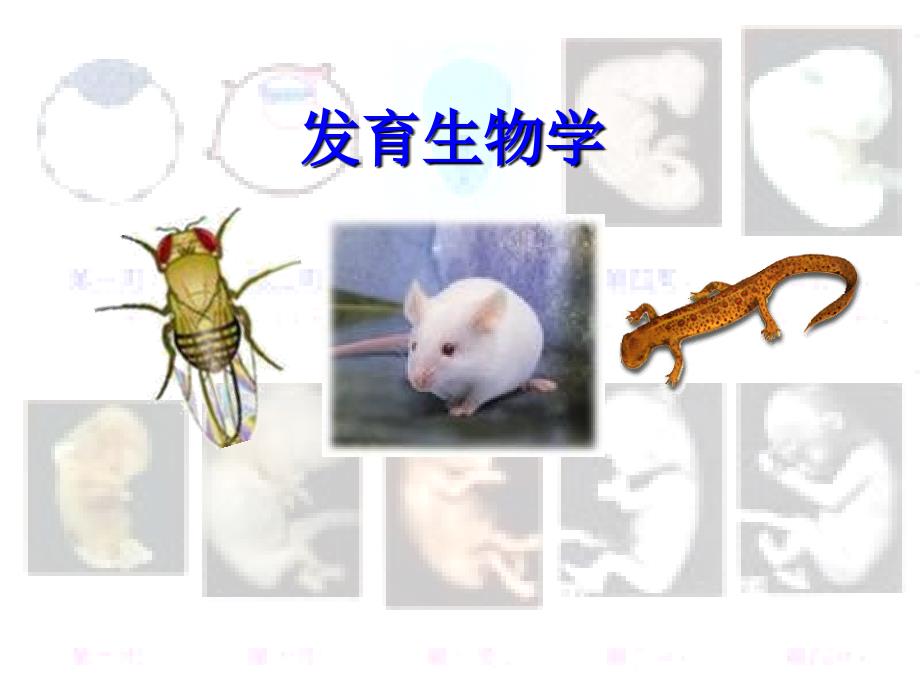 发育生物学概论_第1页