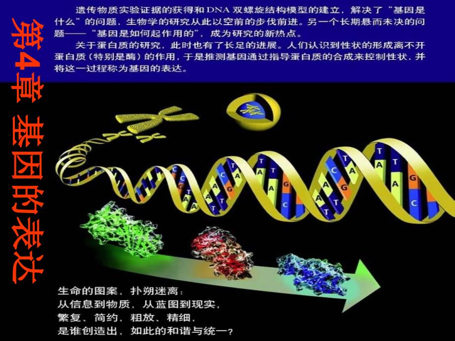 【备课参考】高中生物必修2课件：41 基因指导蛋白质的合成（）_第1页