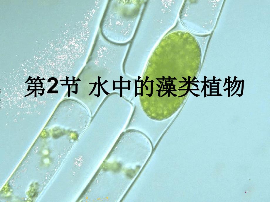 七年级下册生物课件-5102水中的藻类植物课件1苏科版_第1页