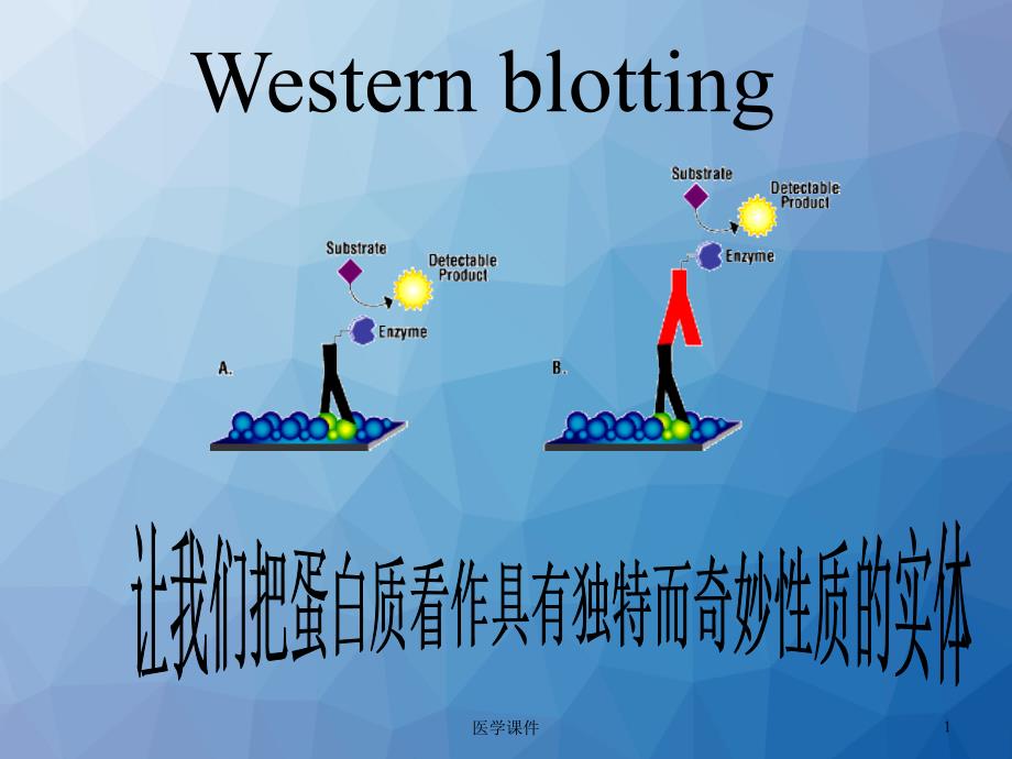 Western-blot原理和技術--課件_第1頁