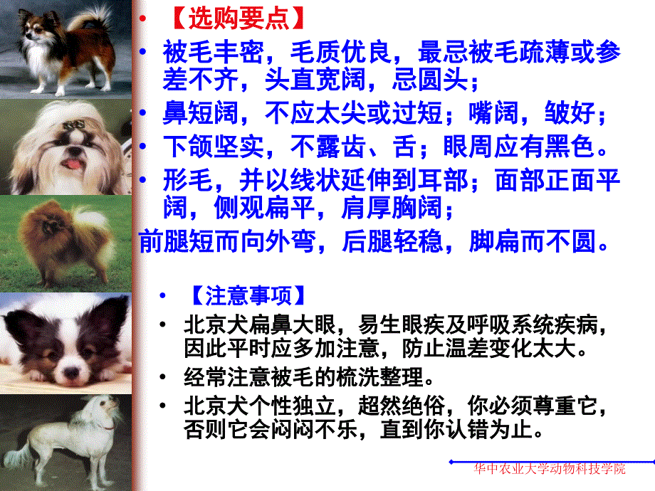 世界名犬介绍a课件_第1页