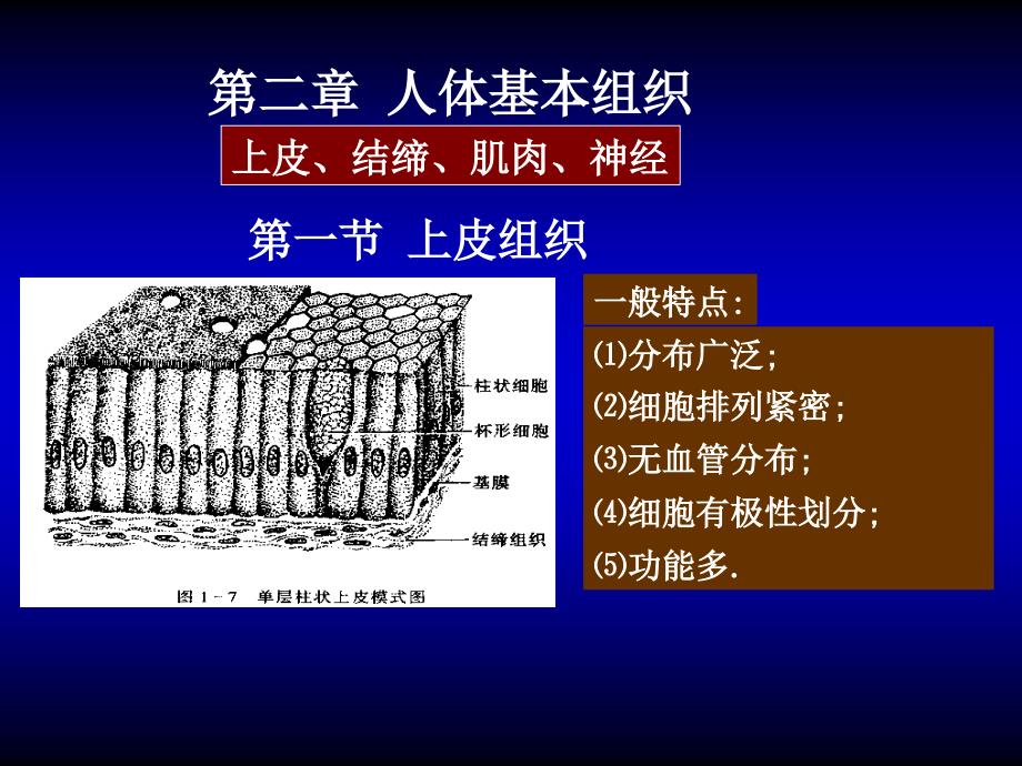 02-人体基本组织课件_第1页