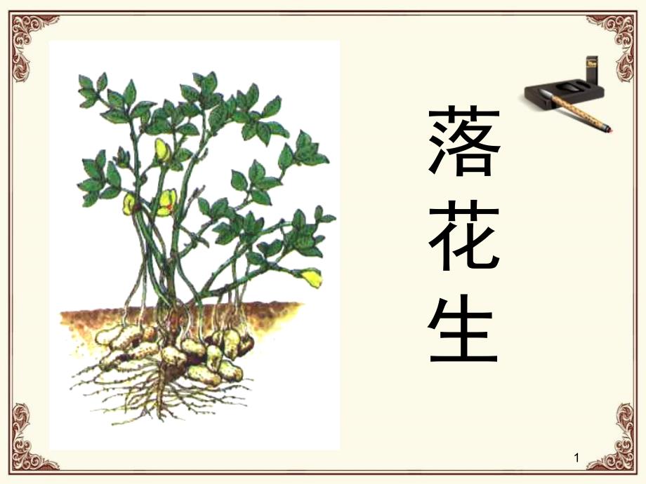 《落花生》优秀教学课件9_第1页