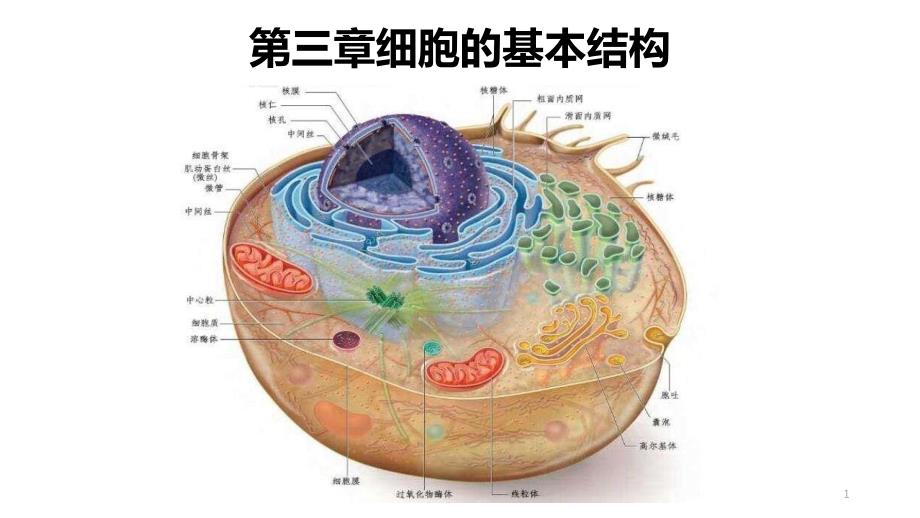 【新教材人教版生物】细胞膜的结构和功能课件1_第1页