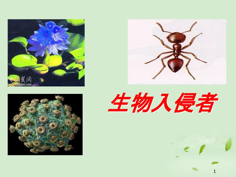 《生物入侵者》课件5_第1页