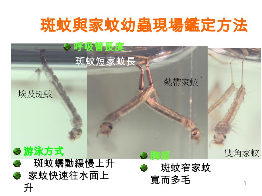 斑蚊与家蚊幼虫现场鉴定方法课件_第1页