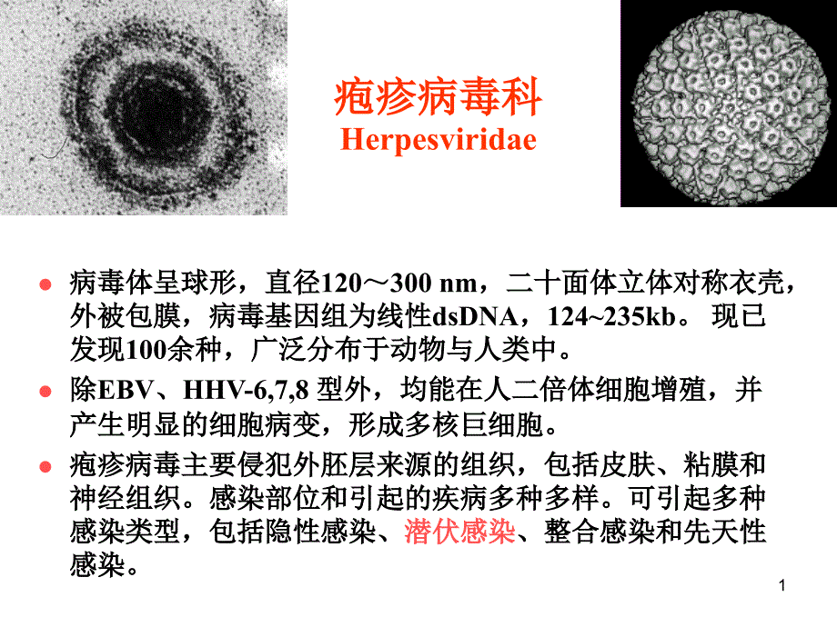 第二十七章-疱疹病毒课件_第1页