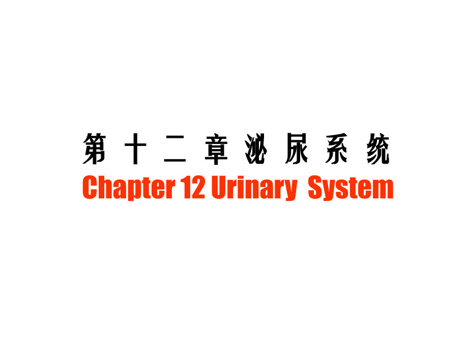 兽医组织胚胎学--泌尿系统 课件_第1页