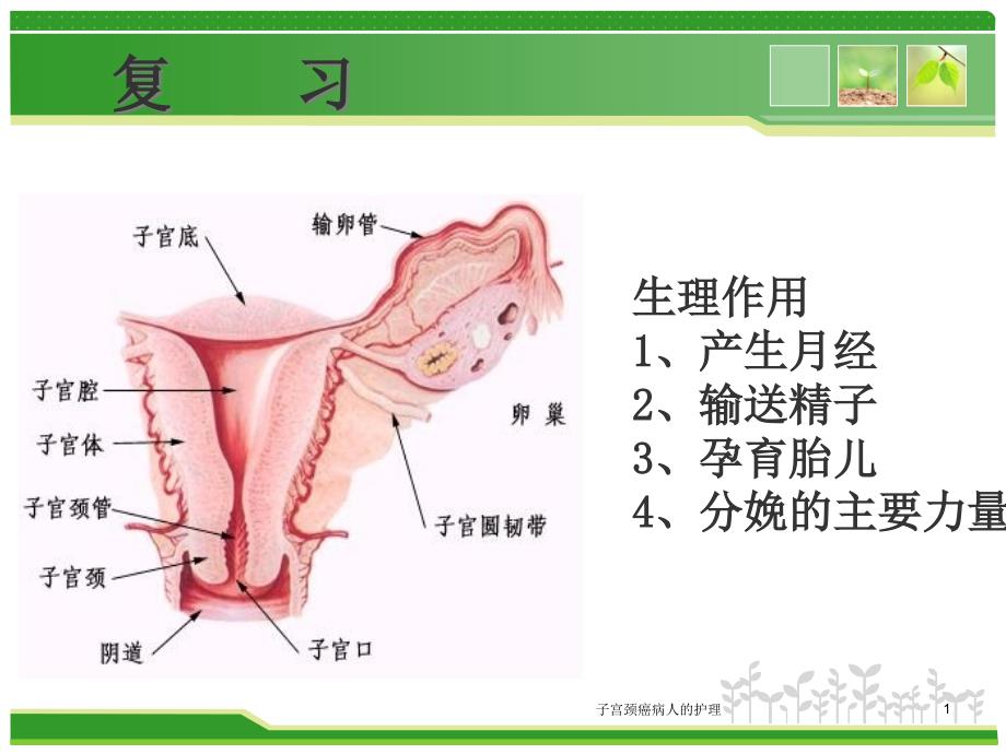 子宫颈癌病人的护理课件_第1页