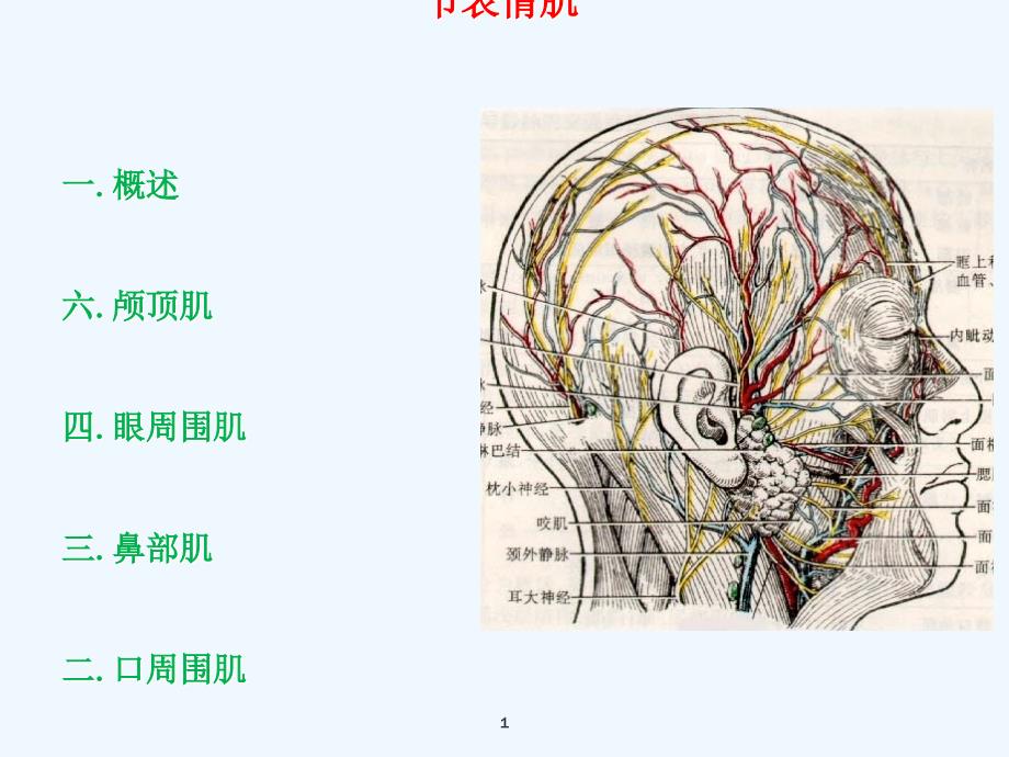 第一节表情肌课件_第1页